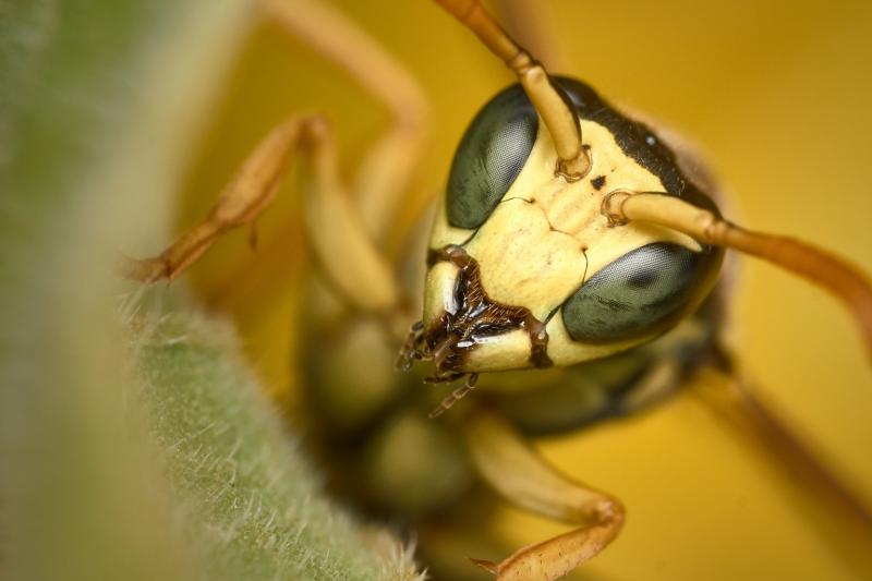 Rentokil reports 83% increase in wasp callouts in 2021