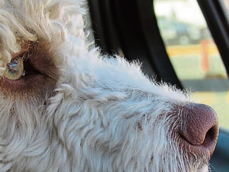 Family pet believed to have caught Covid-19 from owner