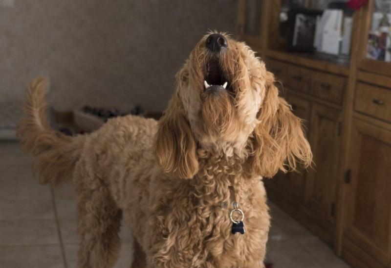 Barking dog alerts Kildare homeowner to intruder 