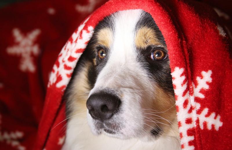 Kildare animal shelter announces Christmas Fair 2021
