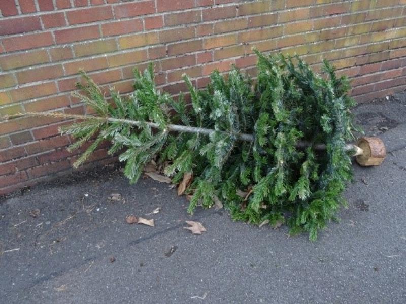 Christmas tree recycling times this week in Dundalk