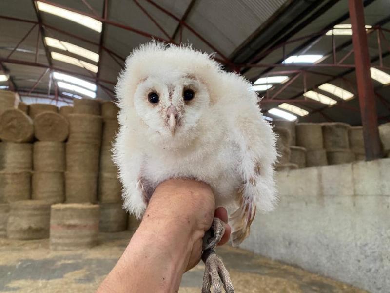 Irish National Stud boasts first Barn Owl chicks to be ringed in County Kildare
