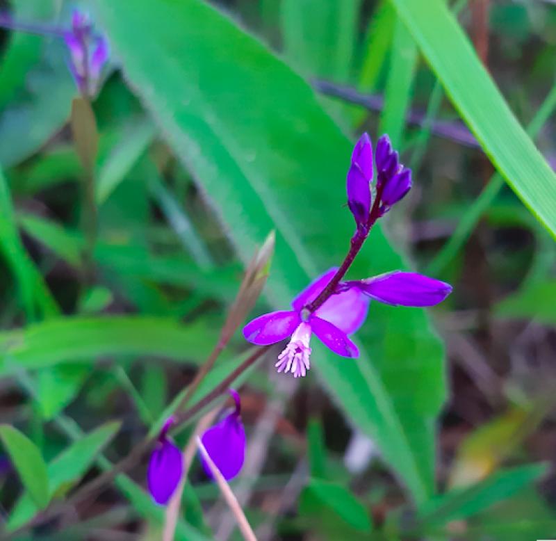 Kildare's Wildlife Watch: The shy milkwort was a favourite cattle feed