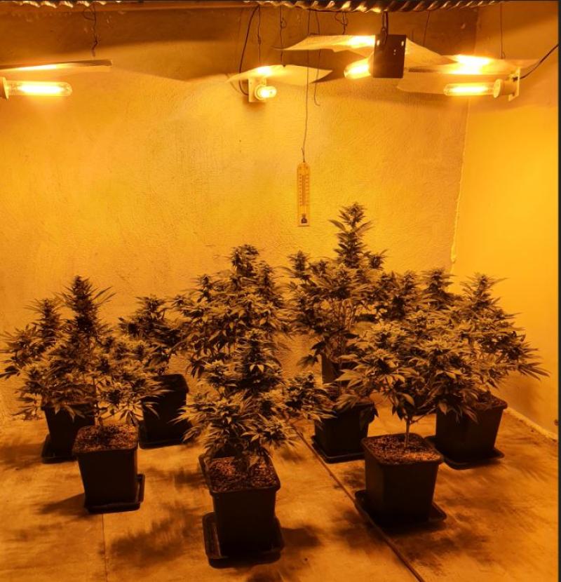 Man arrested after Gardai discover €150k worth of cannabis plants and herb