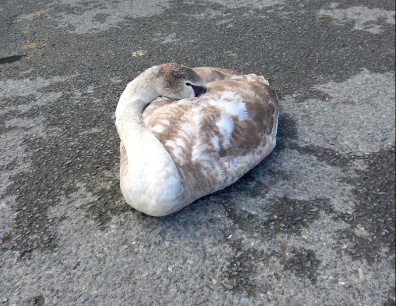 KILDARE: Swan injured by cable in mid flight is rescued