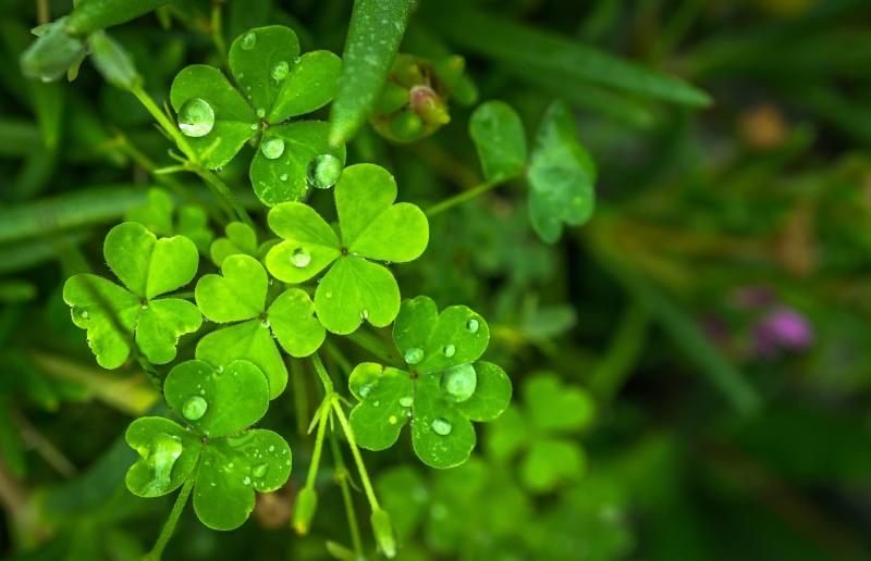 LATEST: Traffic management plan revealed for St Patrick's Day Parade in Newbridge, Kildare