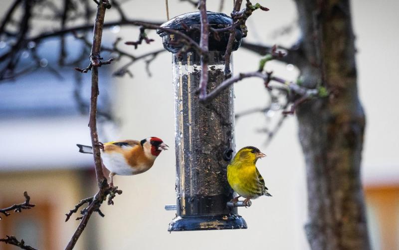Experts encourage Kildare gardeners to feed local birds this spring