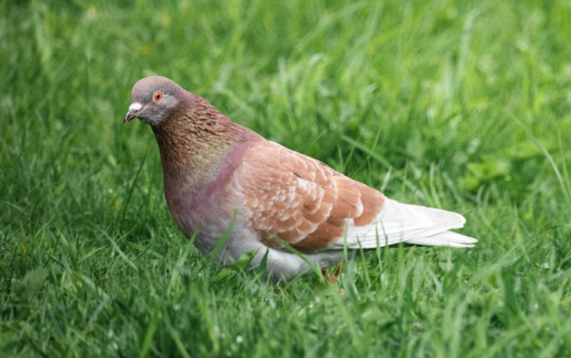 Kildare pigeon auction to be held for Autism Ireland
