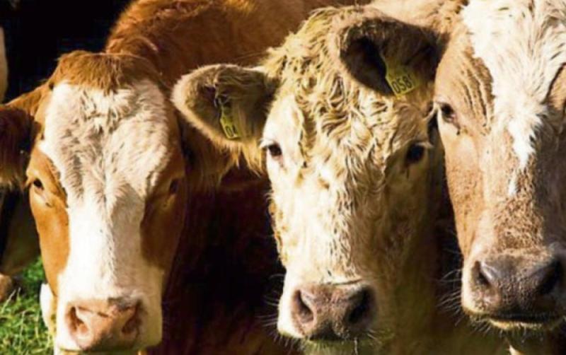 Irish farmers take hit due to war in Ukraine