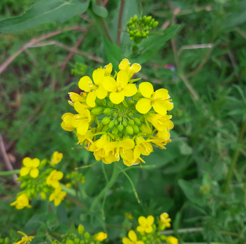 KILDARE WILDLIFE WATCH: The bright yellow pollinators of early spring