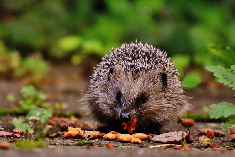 People in Ireland encouraged to report sightings of hedgehogs for nationwide study