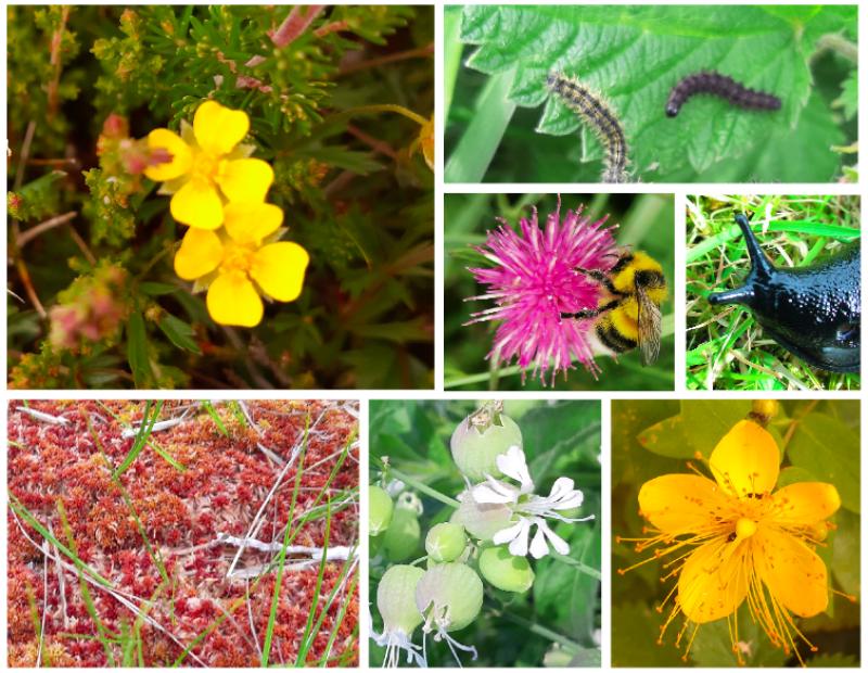 Kildare's Wildlife Watch: Lessons from National Biodiversity week!