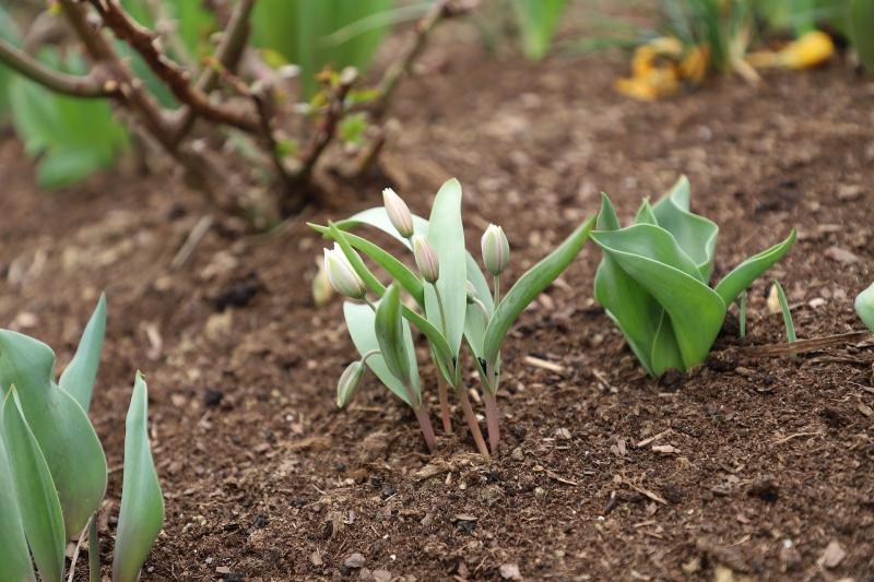 Need garden inspo? The top low-maintenance flowers to add to your garden this summer