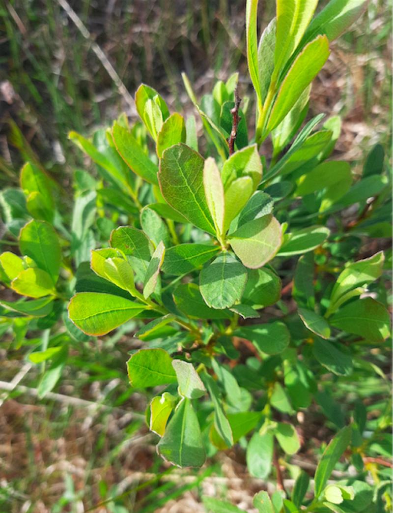 Kildare's Wildlife Watch: The immense power of natural remedies
