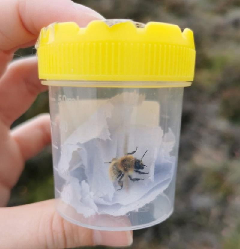Kildare's Wildlife Watch: Rare bumblebee spotted on Lodge Bog