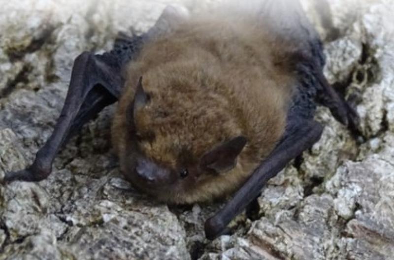 Free bat 'walk and talk' in Newbridge, Kildare this weekend 