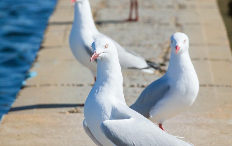 Warning issued to public over 'aggressive' pest birds