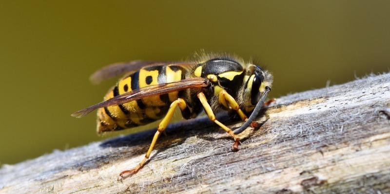Caution advised  on dangers of wasps and the steps you can take to avoid them