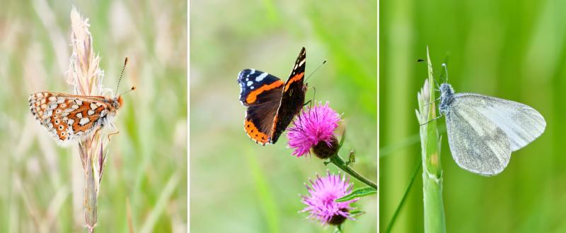 Photography exhibition with a Kildare theme