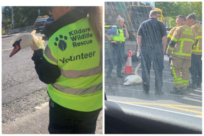 Kildare experts rescue injured swan from Dublin street 