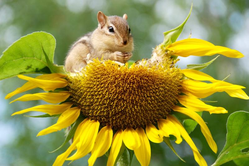 Biodiversity support packages on offer for residents associations in Newbridge, County Kildare