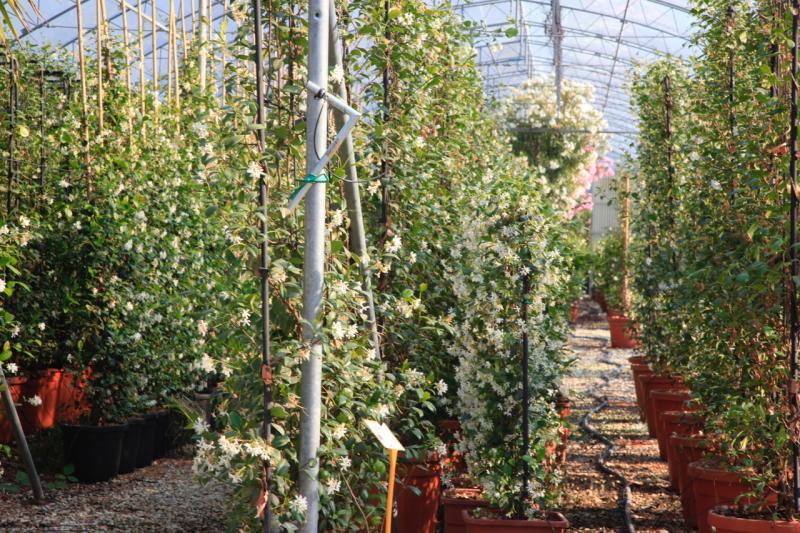 In the Garden with Jo