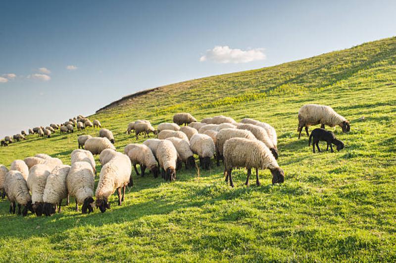 Irish Farmer's Association says ‘priority actions’ are underway following horrific dog attacks in Kildare