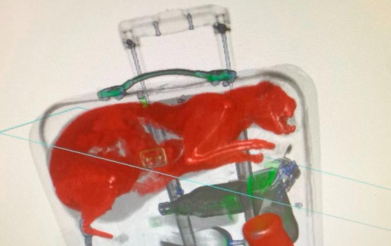 'Cat’s out of the bag' - Airport security staff spot pet inside a suitcase
