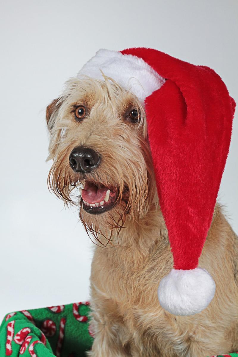 NEWS BRIEF: Kildare animal charity to host its 2022 Christmas Fair