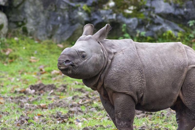 Irish wildlife park reveals name of ten-week-old Indian rhino after public competition