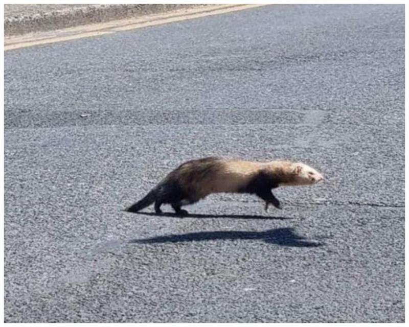 Appeal over Ferret on the loose near Portlaoise Garda Station