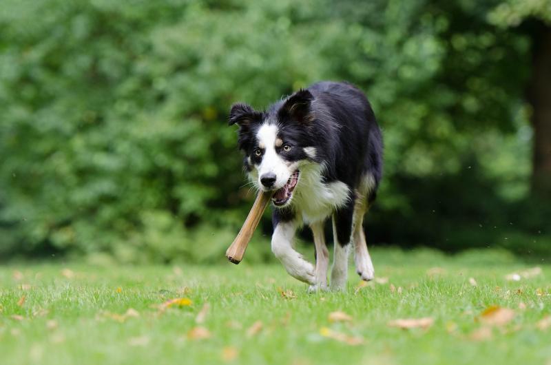 Free event to take place in Newbridge in aid of Kildare animal charity