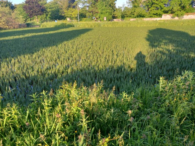 KILDARE: Concern over massive weed grown at Naas lakes