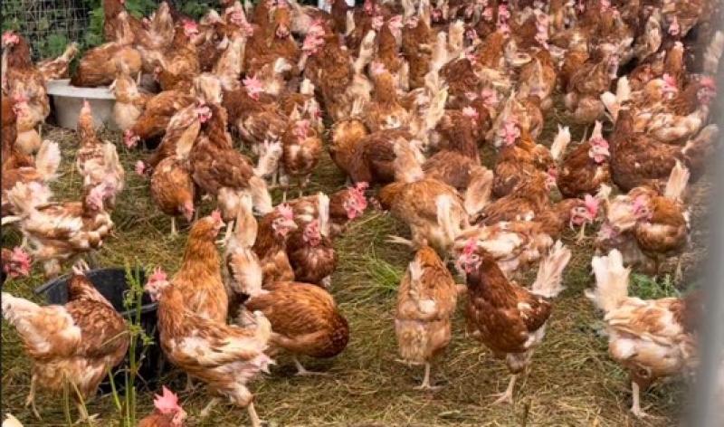 URGENT: Hen appeal released by Kildare-based animal group