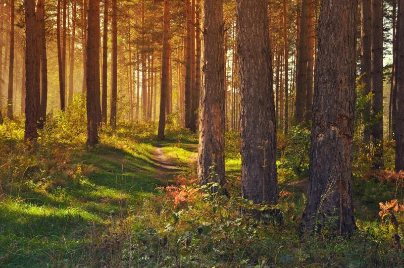 Almost €50,000 in funding allocated to Kildare forest parks and walking trails 