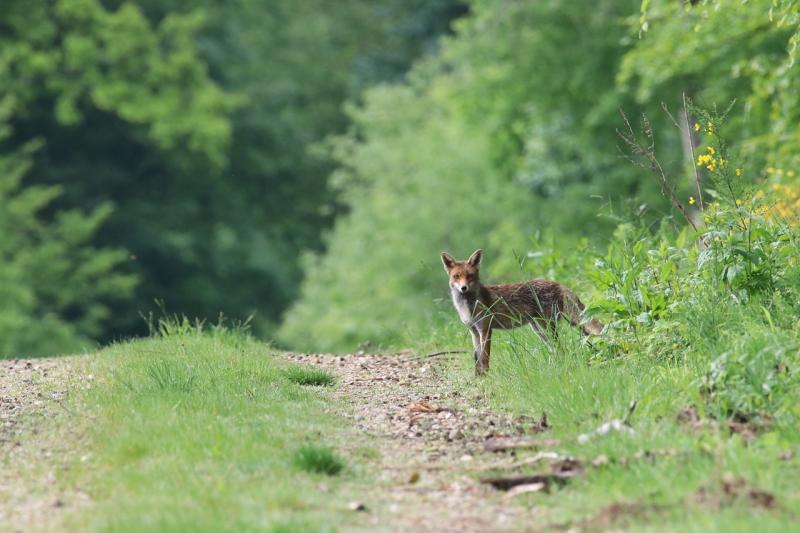 Kildare County Council reaffirms commitment to rebuilding habitats and ecosystem restoration after EU vote 