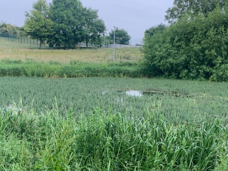 KILDARE: Expert report on Naas lakes will be ready soon
