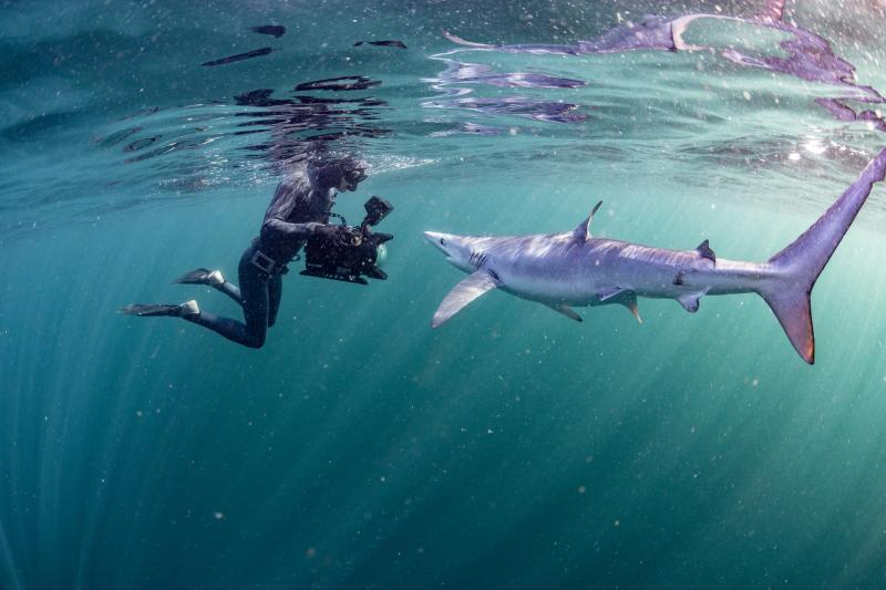 Talk discussing the underwater world of the North Atlantic to take place in Newbridge, County Kildare