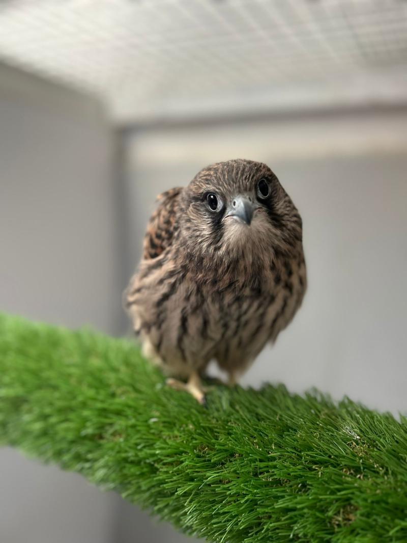 Kildare Wildlife Rescue and Kildare County Council join forces to host one-day biodiversity conference