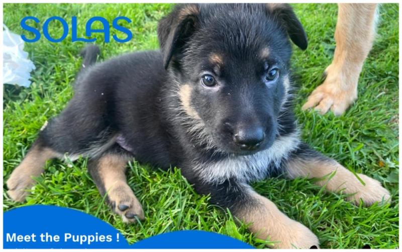 Fur, Finds, and Fun: Puppy love with farmers, craft & vintage markets weekend at SOLAS