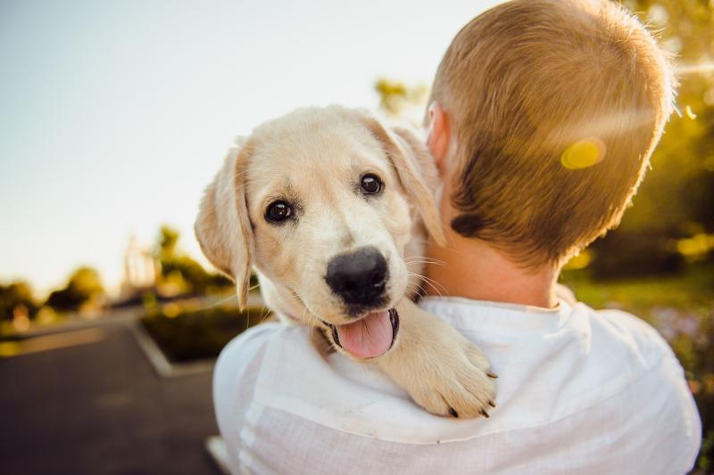 Dogs Trust invites dog lovers in County Kildare to honour their beloved late pets