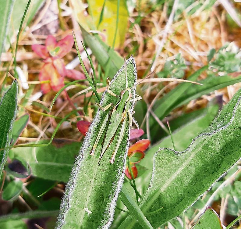 KILDARE WILDLIFE WATCH: Grasshoppers attract females by chirping