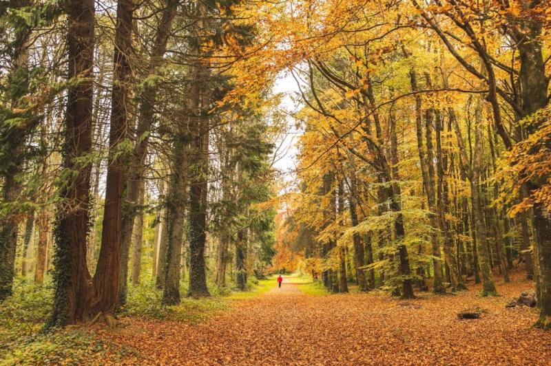 Kildare people urged to enjoy local Coillte forests over Christmas and New Year 