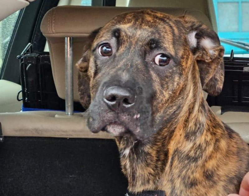 ‘We need help’ — Animal charity seeks donations as they rescue first dog of 2024