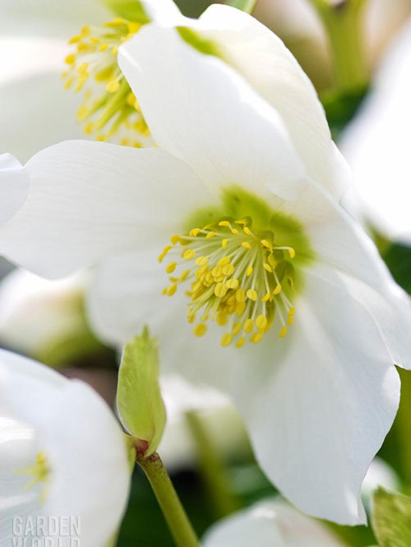 Gardening with Pat Duke: Which flowers work well in your winter bed and more