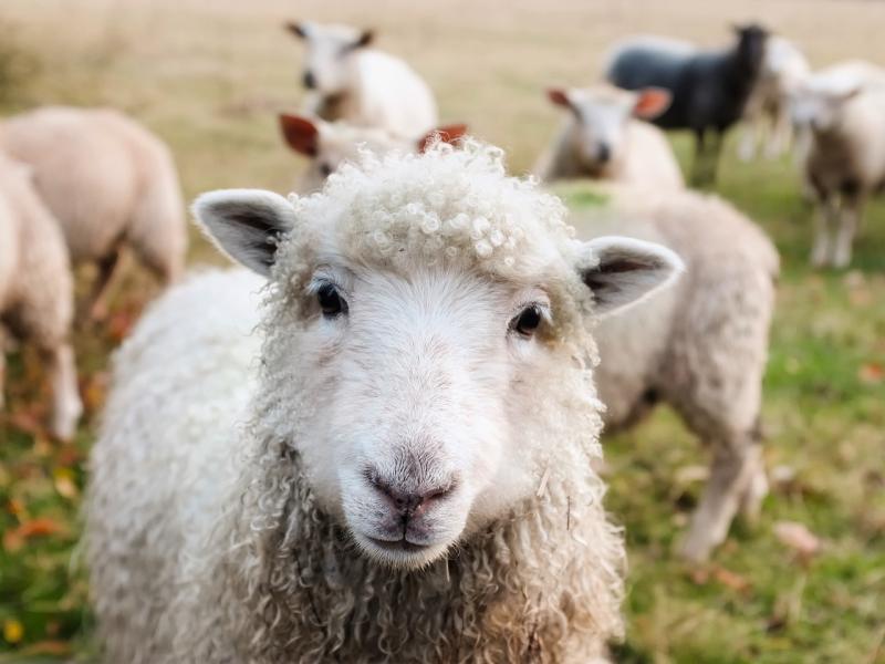 Speed ‘killing sheep’ at Kildare school 