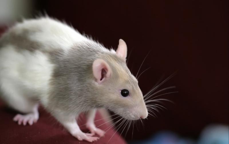 REVEALED: Ireland's top three PESTS in 2023