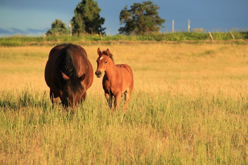 Plans to return land located near Naas, County Kildare, to agricultural use