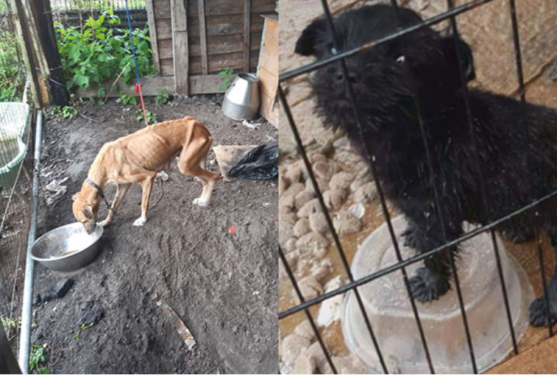 'Badly emaciated' dog and cable-tied puppy rescued from filthy conditions by ISPCA