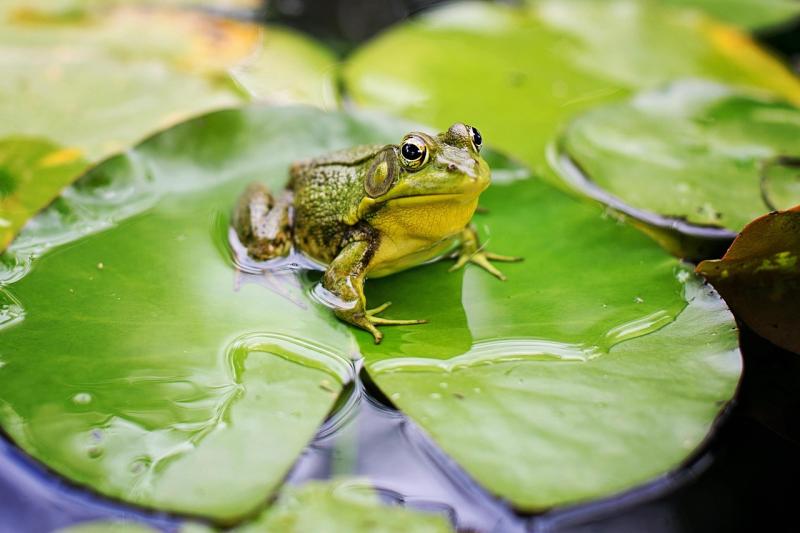 NEWS BRIEF: Safety concerns raised over North Kildare pond